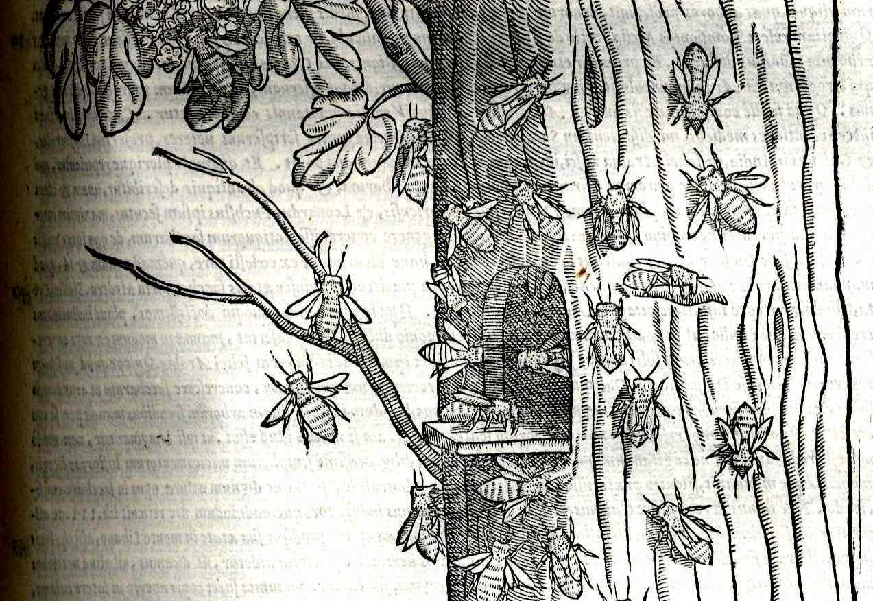 Libri e suoni della natura